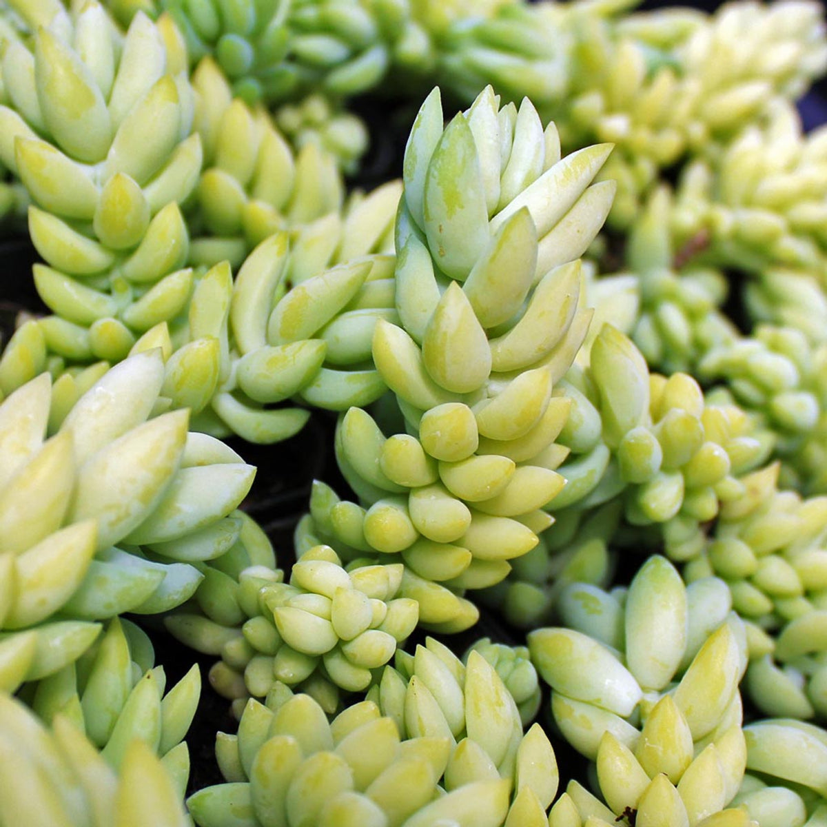 Sedum Burrito Plant close up of limey green flesh sedum stems 1