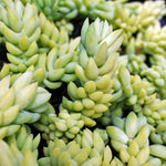 Sedum Burrito Plant close up of limey green flesh sedum stems 1