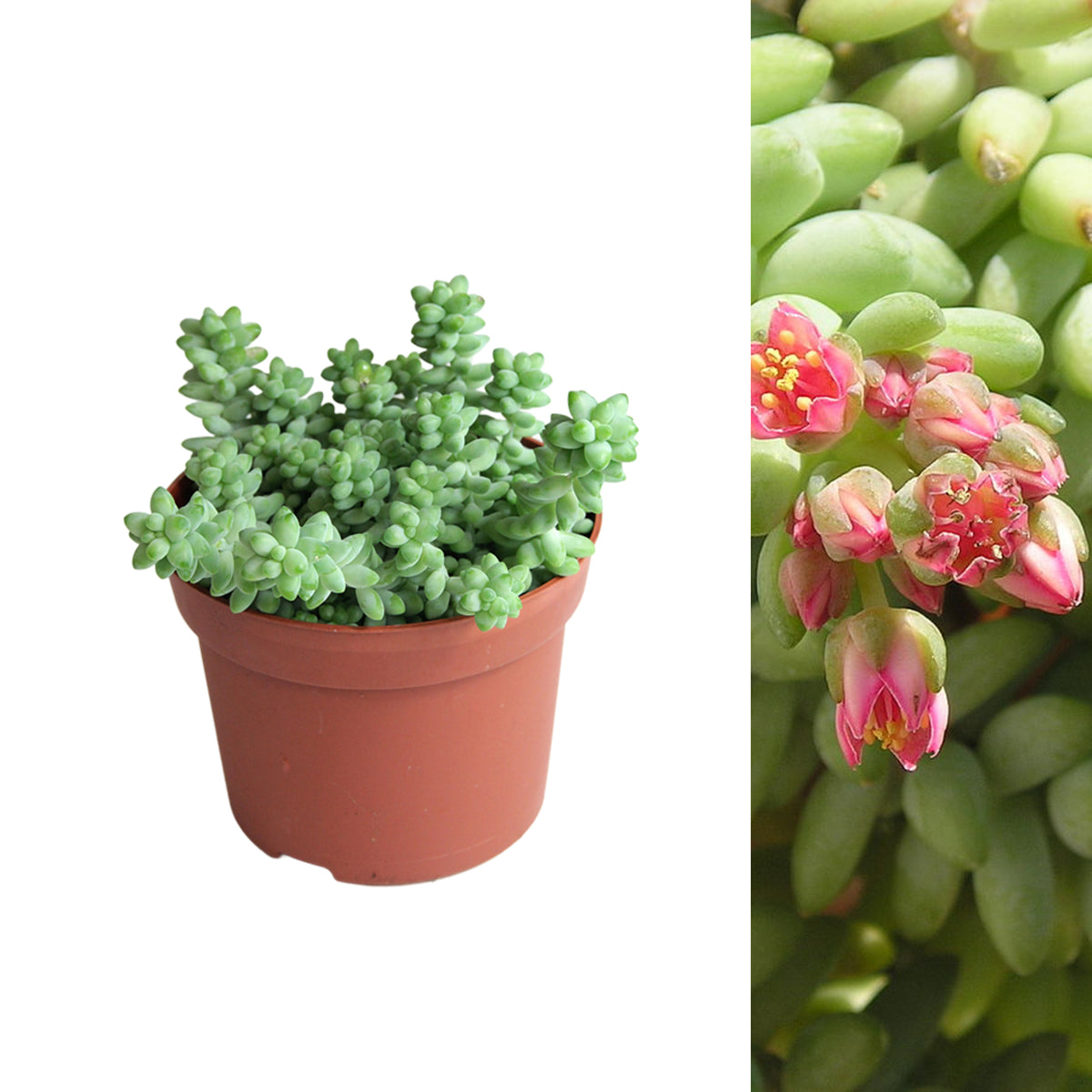 Sedum Burrito Plant sedum burro tail in plastic terracotta pot on white background 2
