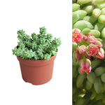 Sedum Burrito Plant sedum burro tail in plastic terracotta pot on white background 2
