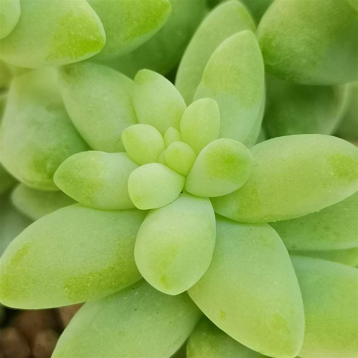 Sedum Burrito Plant close up of limey green flesh sedum 3