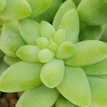 Sedum Burrito Plant close up of limey green flesh sedum 3