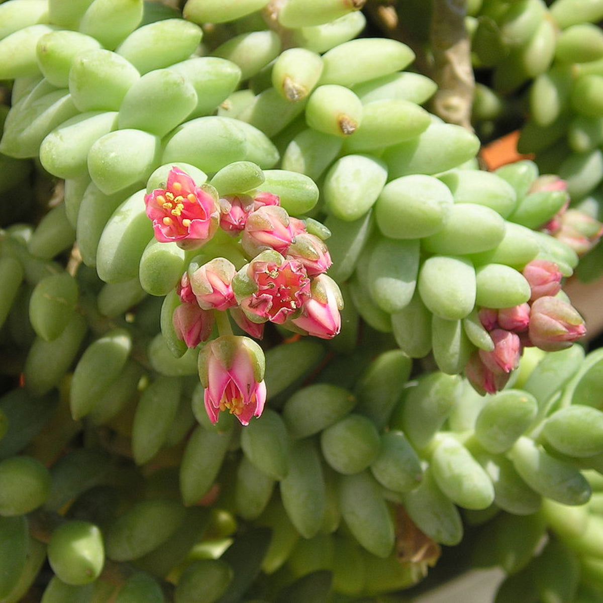 Sedum Burrito Plant close up of limey green flesh sedum stems with pink star shaped flowers 4