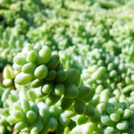 Sedum Burrito Plant close up of limey green flesh sedum stems 5