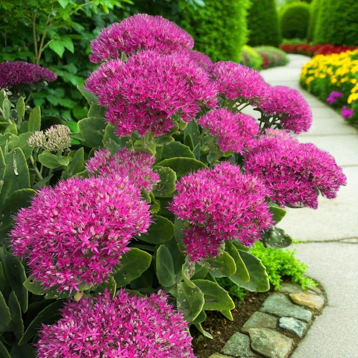 Sedum Spectabile Brilliant Bare Root  3