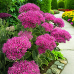 Sedum Spectabile Brilliant Bare Root  3