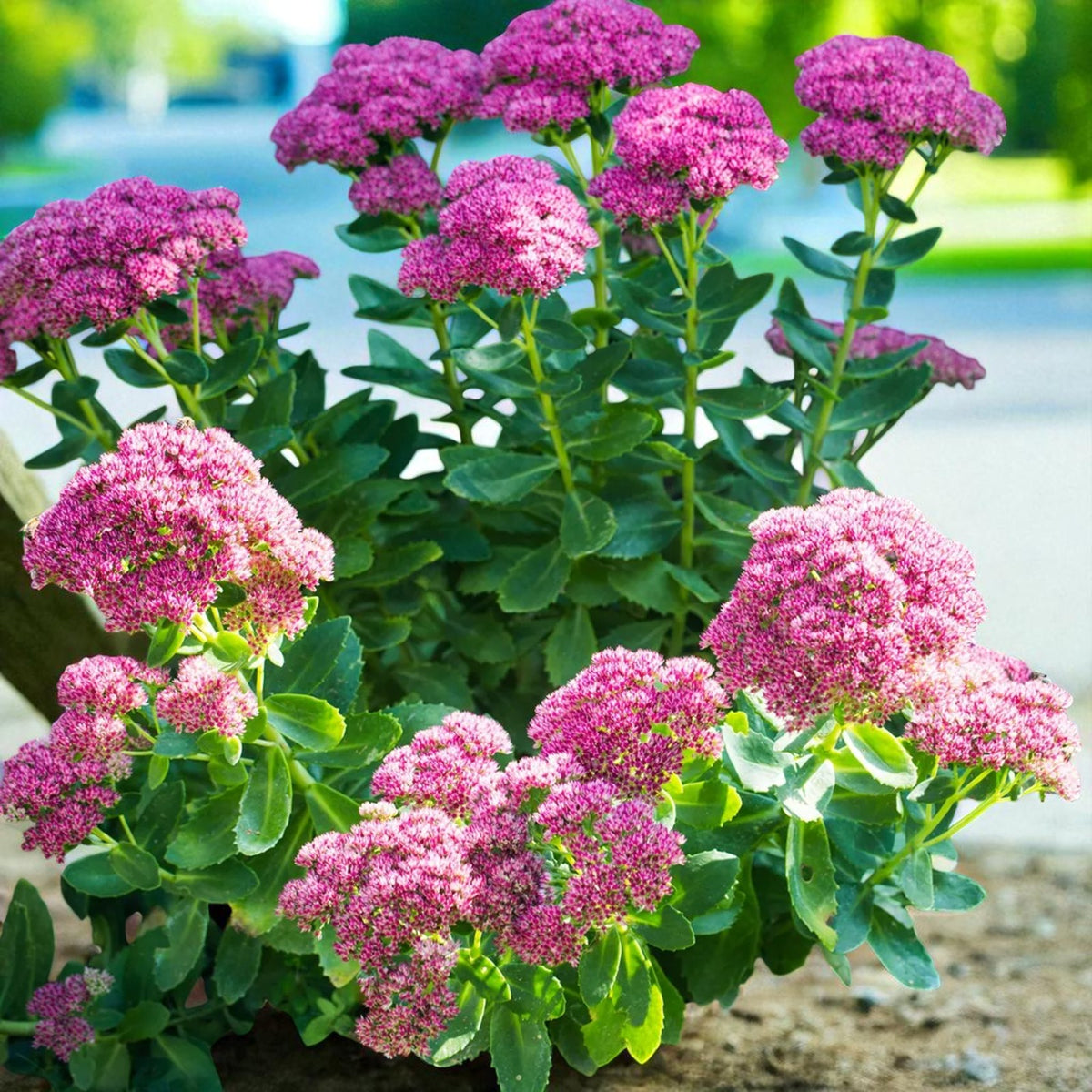 Sedum Spectabile Brilliant Bare Root  4