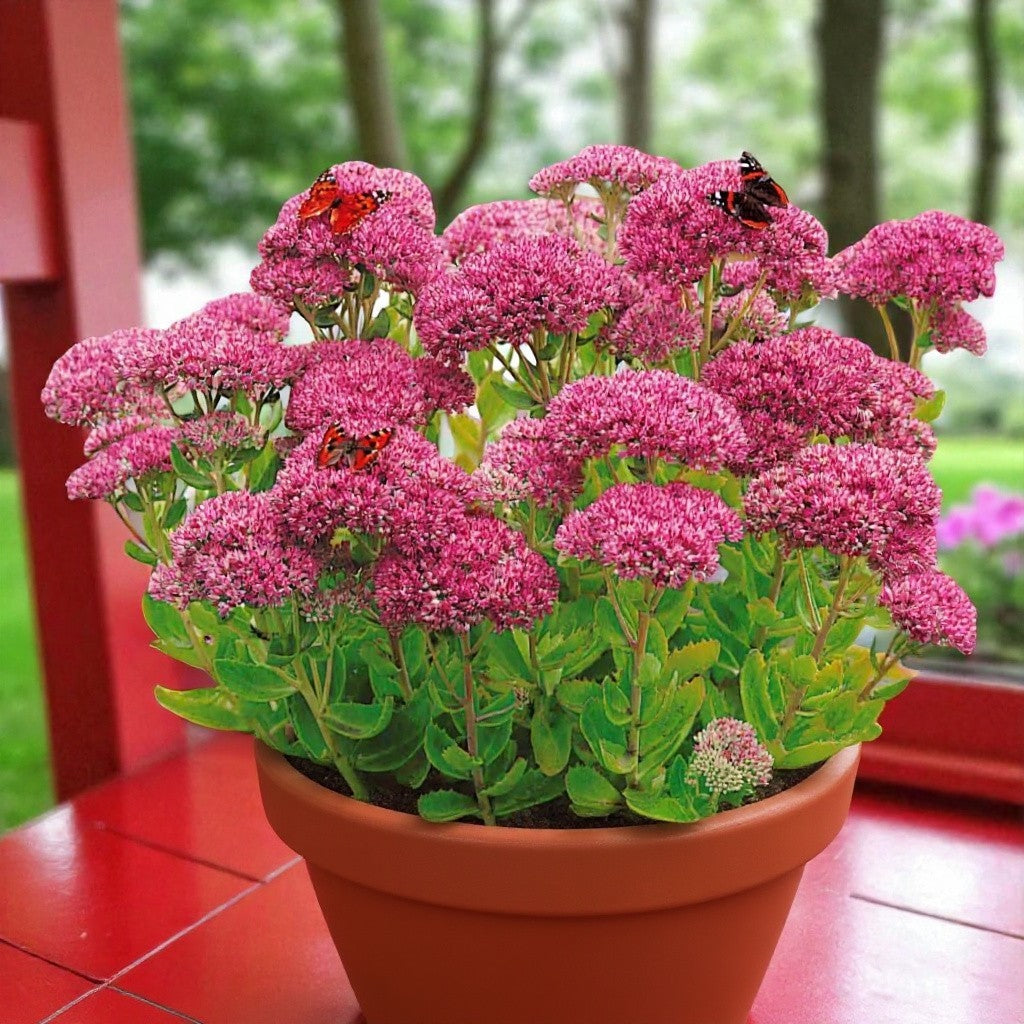 Sedum Spectabile Brilliant Bare Root  2