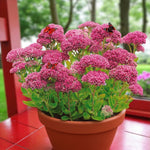 Sedum Spectabile Brilliant Bare Root  2
