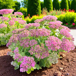 Sedum Spectabile Lilac Pink Bare Root  4