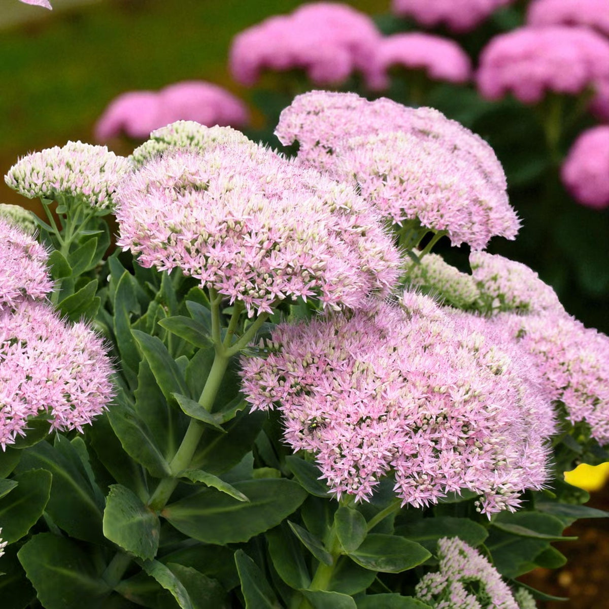 Sedum Spectabile Lilac Pink Bare Root  1