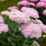 Sedum Spectabile Lilac Pink Bare Root  1