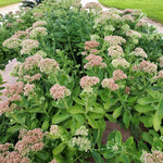 Sedum Spectabile Lilac Pink Bare Root  3