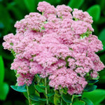 Sedum Spectabile Lilac Pink Bare Root  2