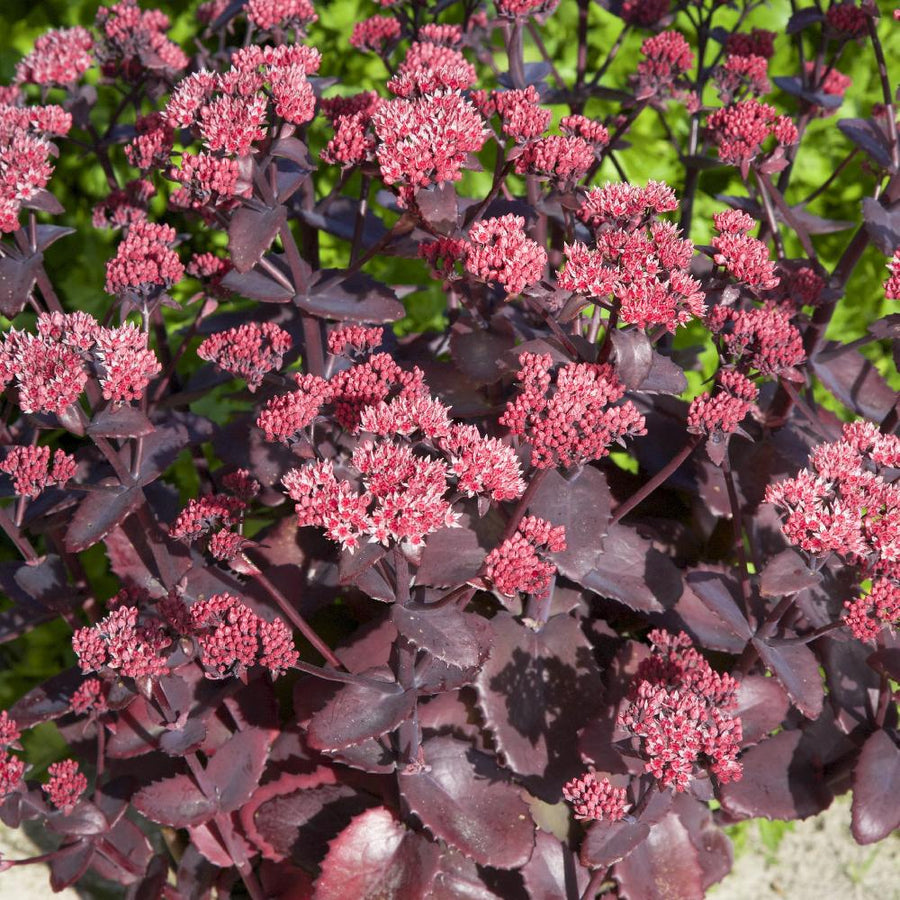 Sedum Stonecrop Plant Mix  4