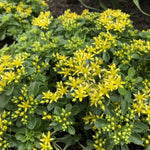 Sedum Stonecrop Plant Mix  5