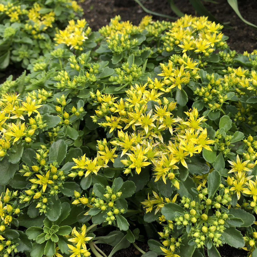 Sedum Stonecrop Plant Mix  5