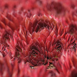 Sempervivum Coral Red A vibrant, close-up shot of a Sempervivum succulent with a central rosette in focus, surrounded by a sea of out-of-focus red succulents. 2