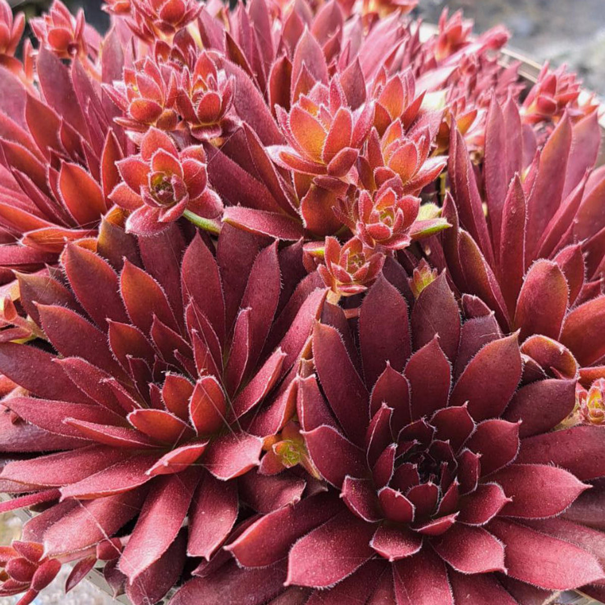 Sempervivum Coral Red A detailed shot of several Sempervivum succulents with dark red leaves, some showing small, lighter-coloured flowers emerging. 3