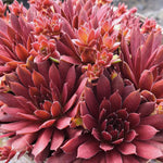 Sempervivum Coral Red A detailed shot of several Sempervivum succulents with dark red leaves, some showing small, lighter-coloured flowers emerging. 3