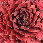 Sempervivum Coral Red A close-up of a Sempervivum succulent with deep red leaves, showcasing the texture and spiral pattern of the rosette. 4