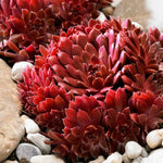 Sempervivum Coral Red Close-up of Sempervivum plants with deep burgundy leaves forming rosettes, nestled among white and grey stones. 5