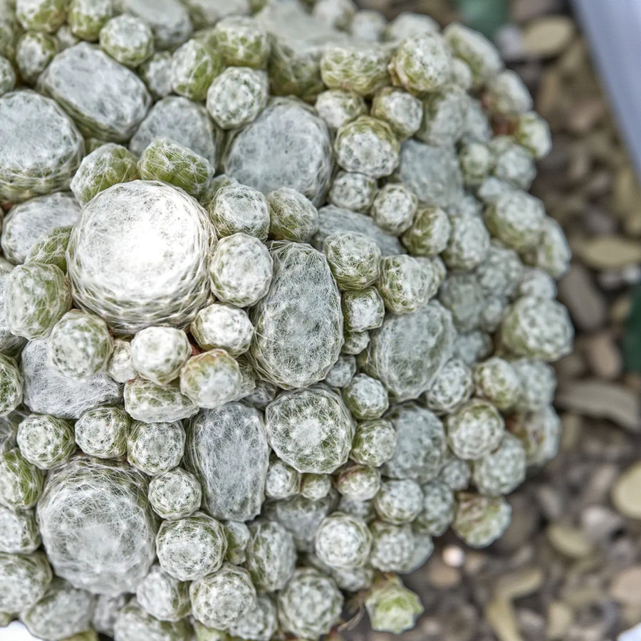 Sempervivum Arctic White Succulent  4