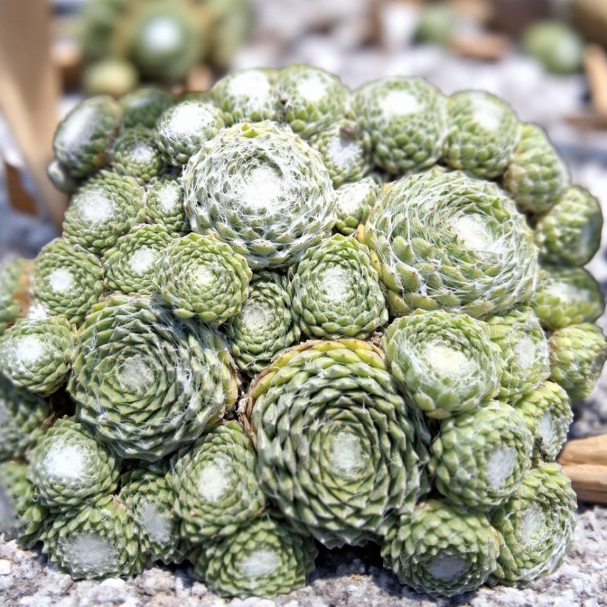 Sempervivum Arctic White Succulent  3