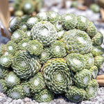 Sempervivum Arctic White Succulent  3