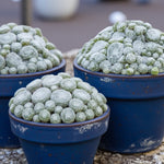 Sempervivum Arctic White Succulent  2