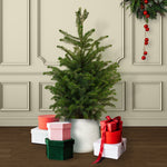 Serbian Spruce Potted Christmas Tree  1