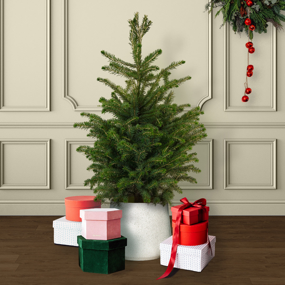 Serbian Spruce Potted Christmas Tree