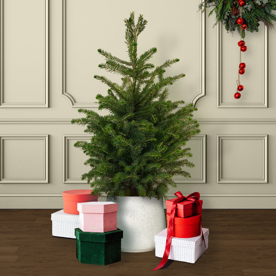 Serbian Spruce Potted Christmas Tree  1