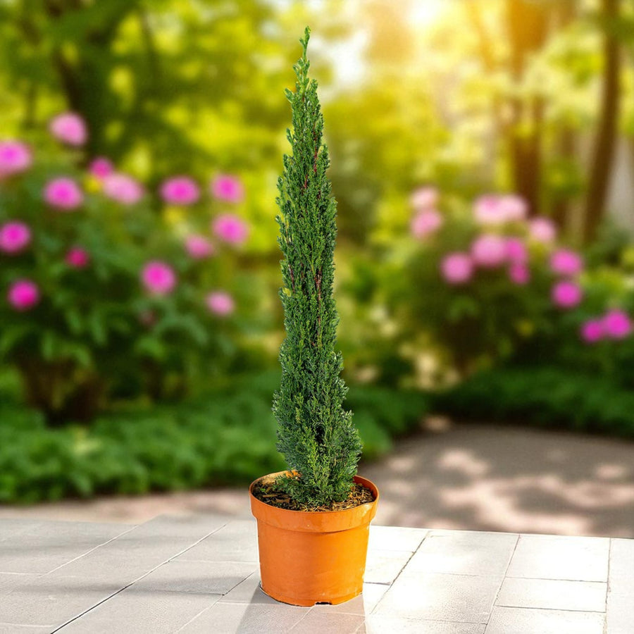 Italian Cypress Totem Shrub in 4L Pot A tall, narrow Italian Cupressus Totem shrub growing in a terracotta pot on a sunlit patio, with a blurred garden background of pink flowers and greenery. 2
