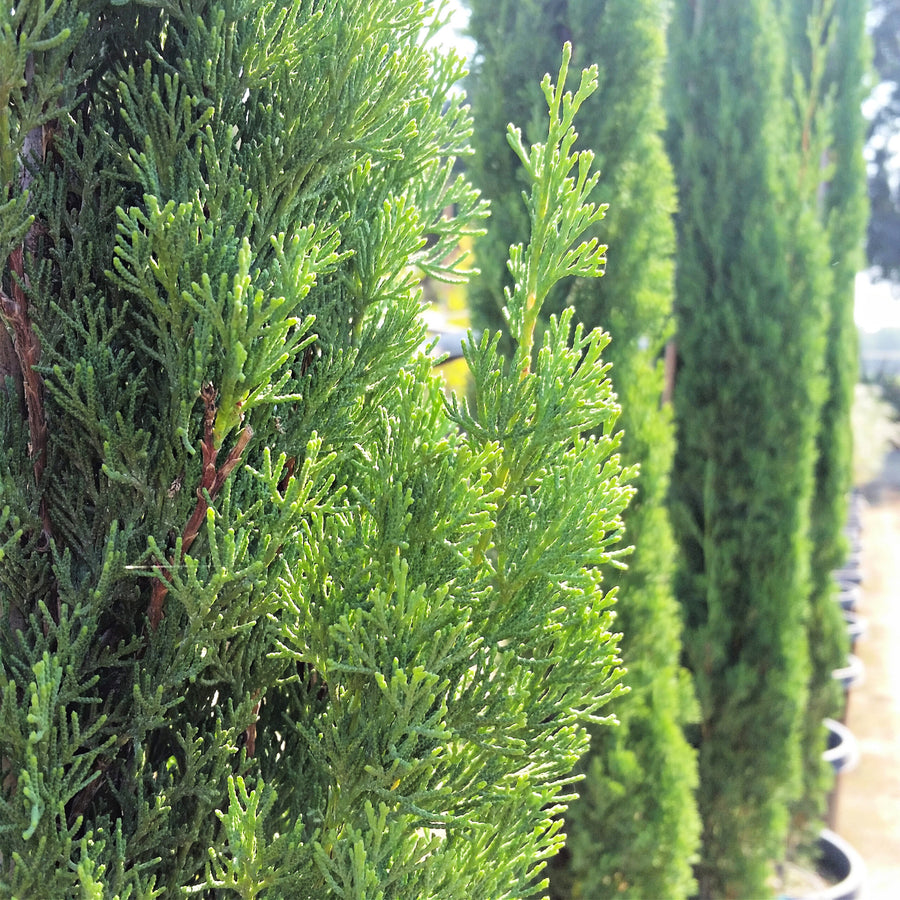 Italian Cypress Totem Shrub in 4L Pot Close-up of vibrant green, scale-like foliage of Italian Cupressus Totem shrubs lined up in pots outdoors. 3