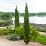 Italian Cypress Totem Shrub in 4L Pot Two mature Italian Cupressus Totem shrubs growing in a landscaped garden by a lake, surrounded by mixed foliage and ornamental grasses. 4