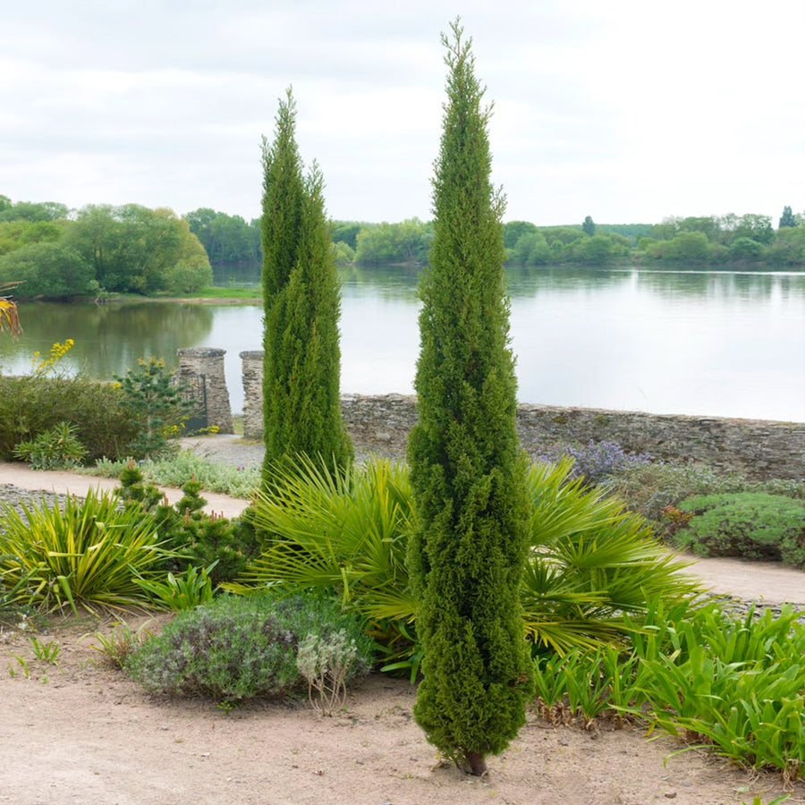 Italian Cypress Totem Shrub in 4L Pot Two mature Italian Cupressus Totem shrubs growing in a landscaped garden by a lake, surrounded by mixed foliage and ornamental grasses. 4