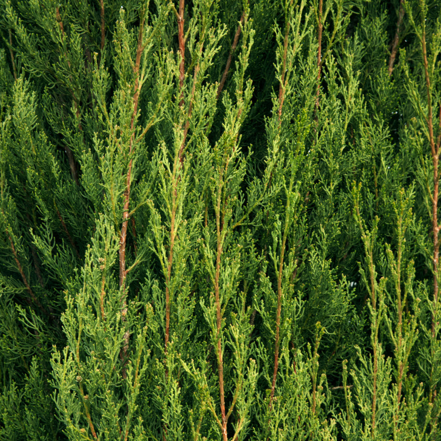Italian Cypress Totem Shrub in 4L Pot Dense vertical foliage of multiple Italian Cupressus Totem shrubs, showing fine texture and upright branching pattern. 1