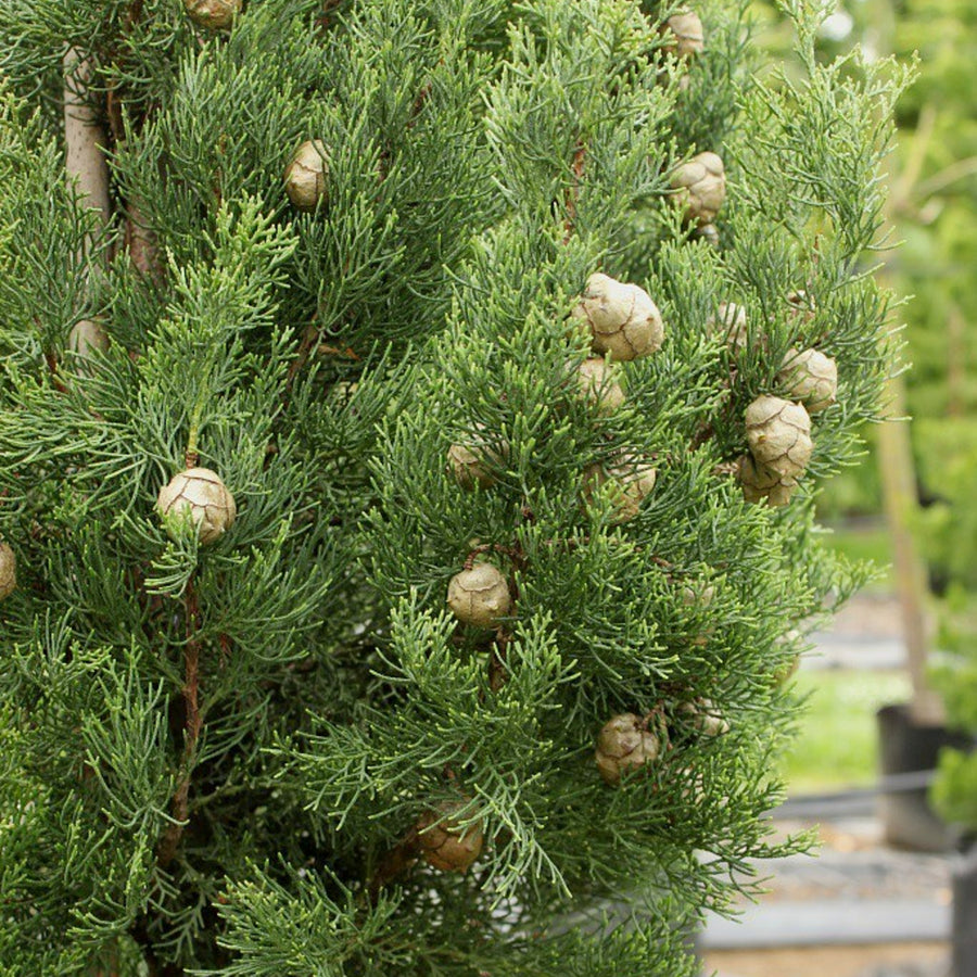 Italian Cypress Totem Shrub in 4L Pot Close-up of Italian Cupressus Totem shrub with numerous small, round, woody cones nestled among green foliage. 5