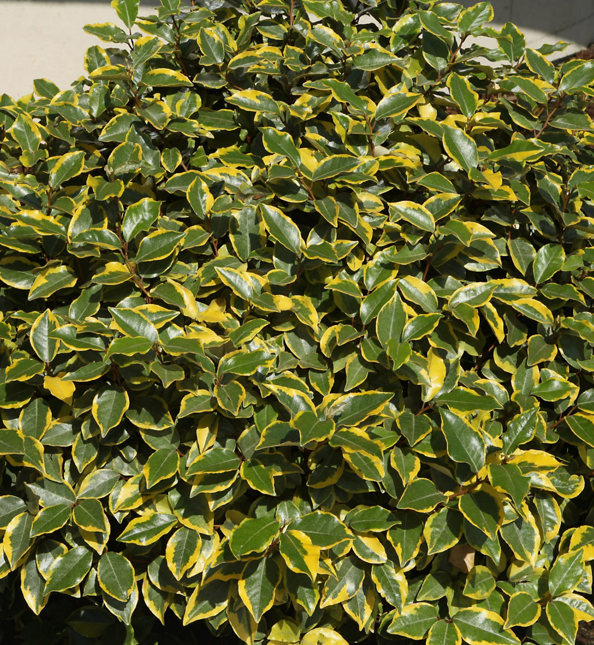Elaeagnus Ebbingei ‘Viveleg’ Hedging Shrub in 9L Pot  Glossy variegated foliage of Elaeagnus ebbingei showing a mix of mature and young leaves, creating a rich green and yellow tapestry of colour and texture. 1