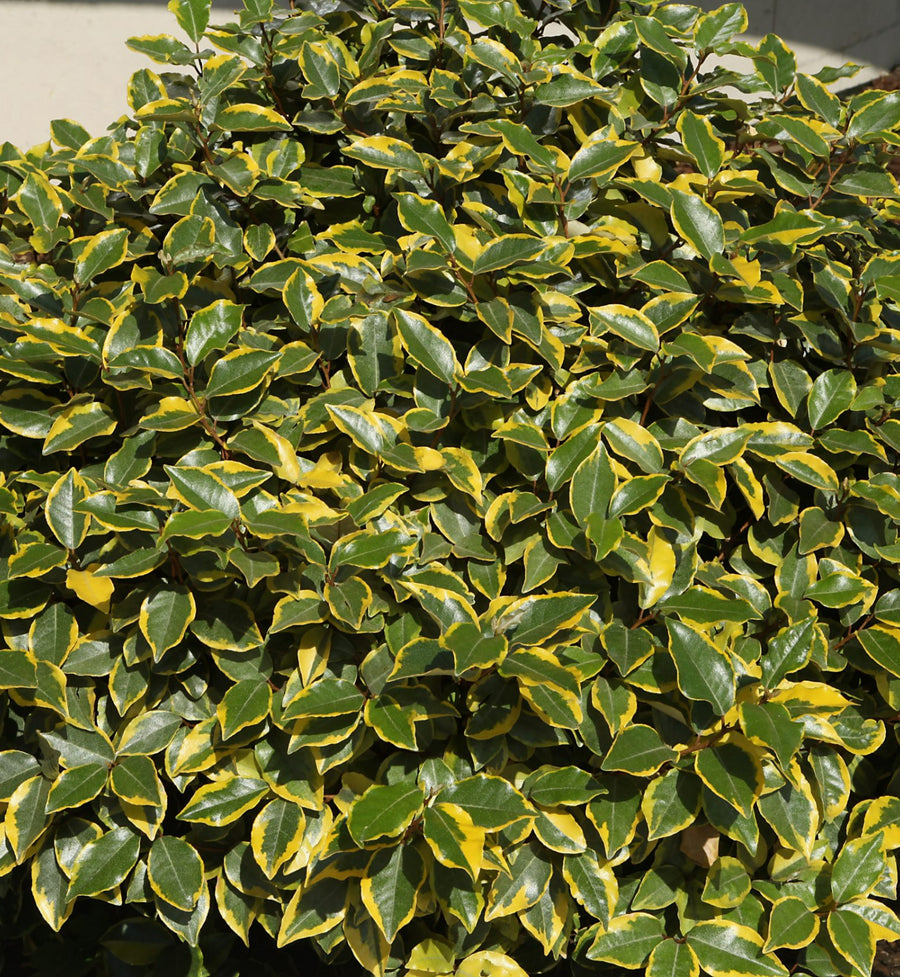 Elaeagnus Ebbingei ‘Viveleg’ Hedging Shrub in 9L Pot  Glossy variegated foliage of Elaeagnus ebbingei showing a mix of mature and young leaves, creating a rich green and yellow tapestry of colour and texture. 1