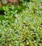 Euonymus Aureus Hedging Shrub in 9L Pot a section of a mature Euonymus 'Aureus' shrub. There are masses of oval shaped leaves. 1
