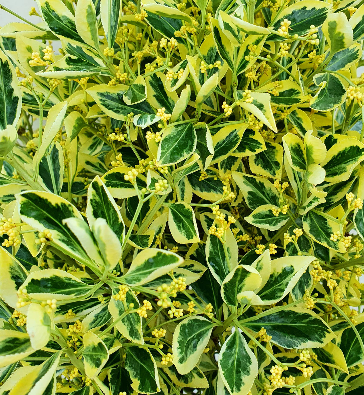 Euonymus Bravo Hedging Shrub in 9L Pot a closeup of a section of Euonymus 'Bravo' foliage. You can see the pattern of the green and yellow variegation on the leaves and clusters of small flower buds sit between the leaves. 2
