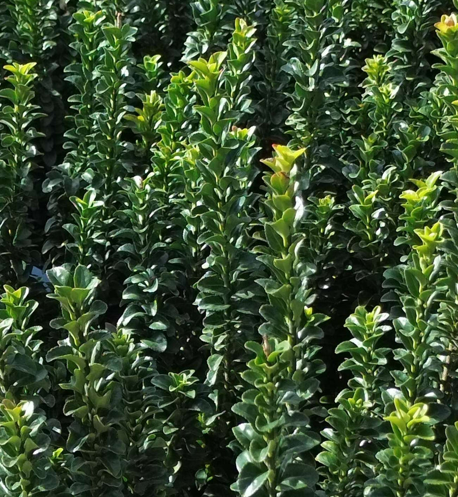 Euonymus Benkomasaki Hedging Shrub in 9L Pot Euonymus 'Benomasaki' leaves, growing from on upwards facing stems. The foliage fades from very deep green at the base, and gets lighter the closer they get to the top.  1