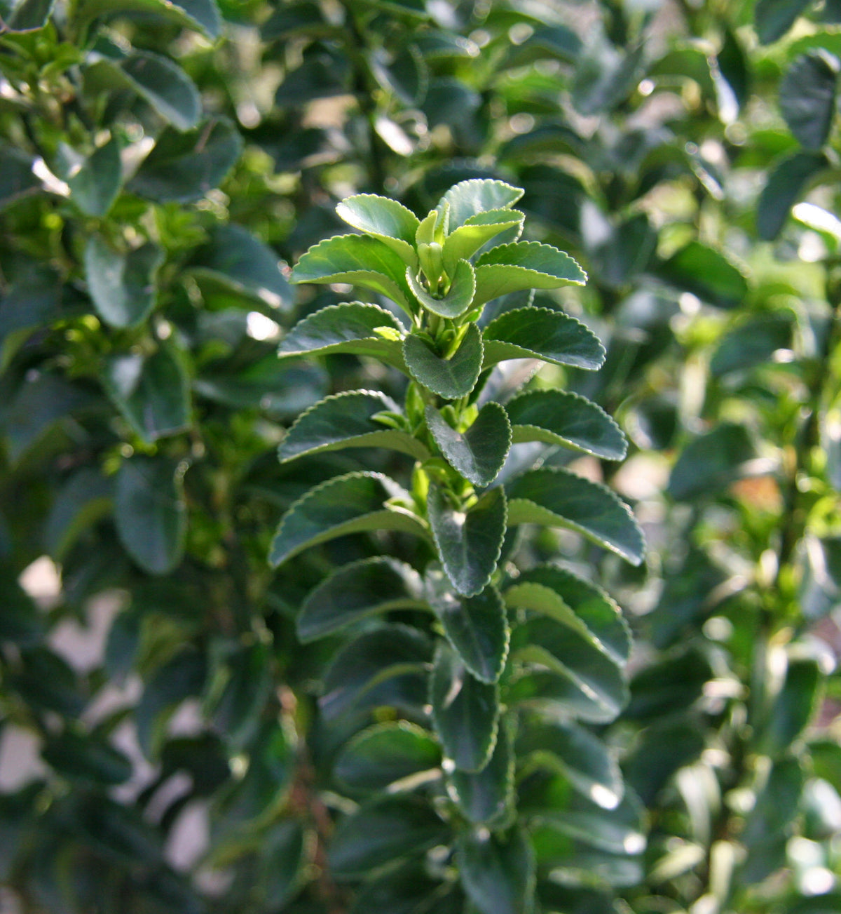 Euonymus Benkomasaki Hedging Shrub in 9L Pot  2
