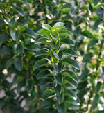 Euonymus Benkomasaki Hedging Shrub in 9L Pot  2