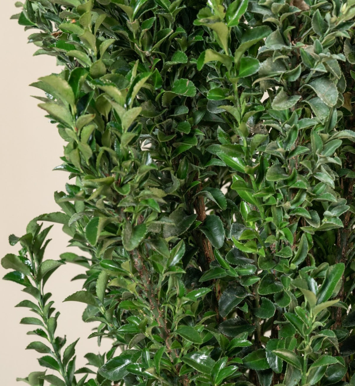 Euonymus Benkomasaki Hedging Shrub in 9L Pot  4