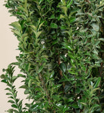 Euonymus Benkomasaki Hedging Shrub in 9L Pot  4