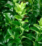 Euonymus Benkomasaki Hedging Shrub in 9L Pot  3