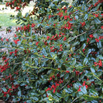 Ilex Nellie R Stevens Holly Shrub A large, mature Ilex 'Nellie R Stevens' Holly planted in a garden. Masses of deep green glossy holly foliage bear many little red berries. 1
